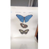 REPRO MORPHO ADONIS