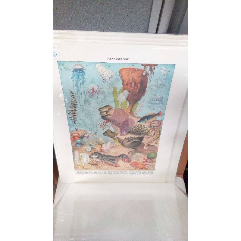 REPRO OCEANOGRAPHIE 2 SURFACE