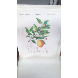 REPRO ORANGER LIMONIER