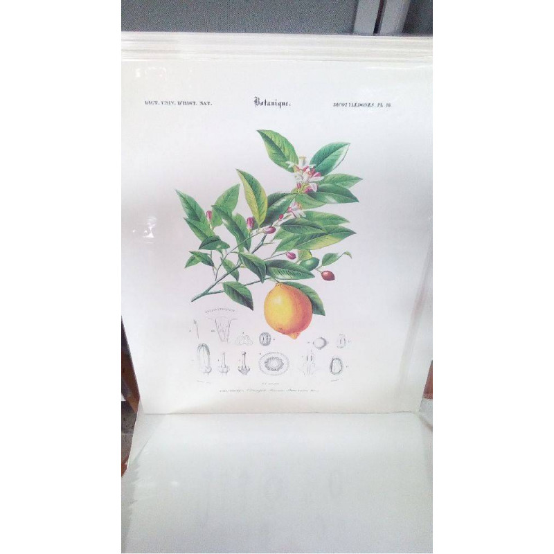 REPRO ORANGER LIMONIER