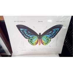 REPRO ORNITHOPTERE DE DURVILLE