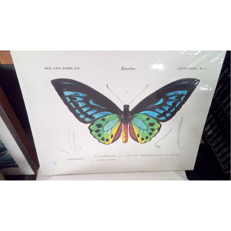 REPRO ORNITHOPTERE DE DURVILLE