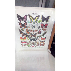 REPRO PAPILLONS 1 EUROPE