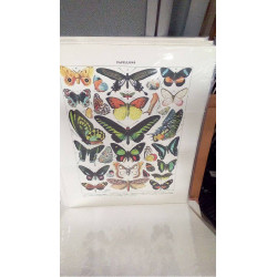 REPRO PAPILLONS 2 EXOTIQUES