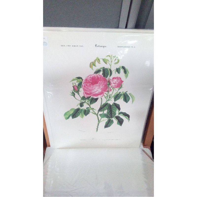 REPRO ROSE A CENT FEUILLES