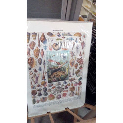 REPRO MOLLUSQUES 1 (GM)