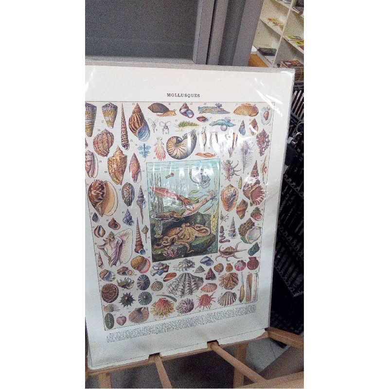 REPRO MOLLUSQUES 1 (GM)