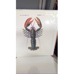 (40X50) HOMARD