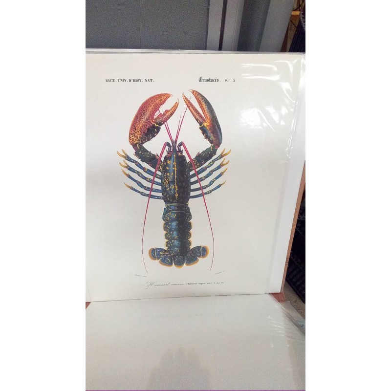 (40X50) HOMARD
