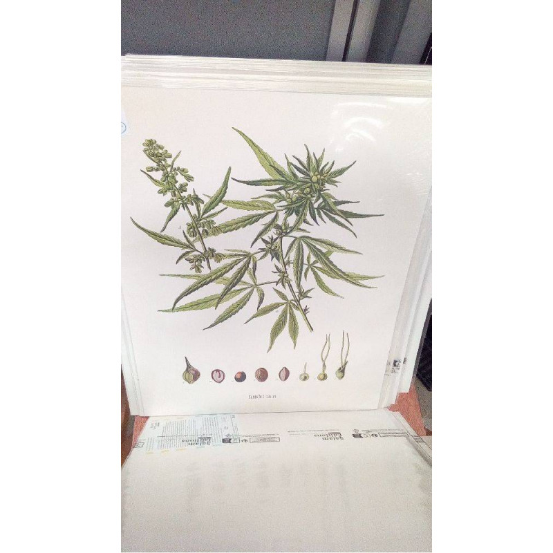 (40X50) CANNABIS SATIVA