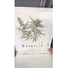 (40X50) CANNABIS SATIVA