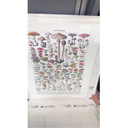 (40X50) CHAMPIGNONS 2
