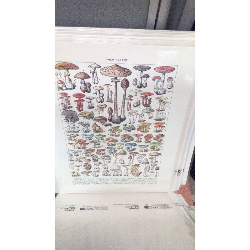 (40X50) CHAMPIGNONS 2