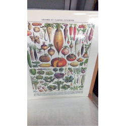 (40X50) LEGUMES