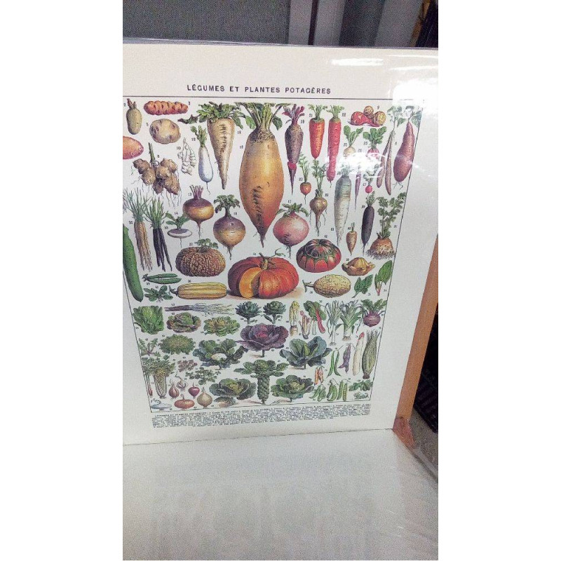 (40X50) LEGUMES