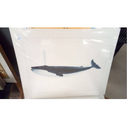 REPRO BALEINE BLEUE