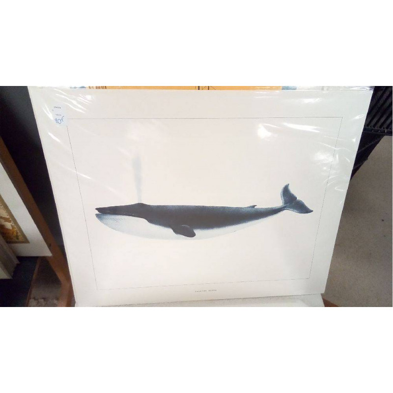 REPRO BALEINE BLEUE