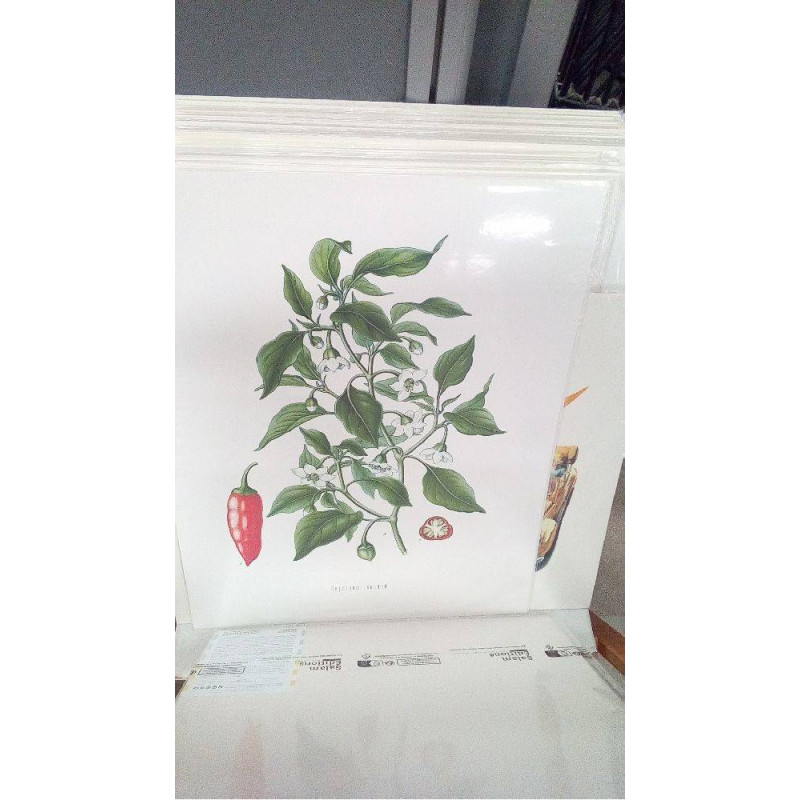 REPRO CAPSICUM ANNUUM (PIMENT)