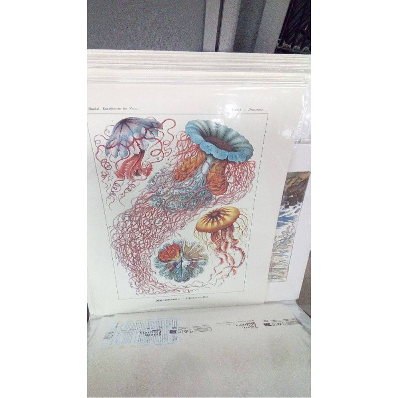 REPRO DISCOMEDUSAE