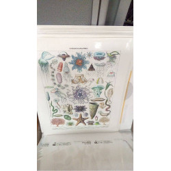 REPRO OCEANOGRAPHIE
