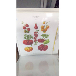 REPRO TOMATES ERNST BENARY