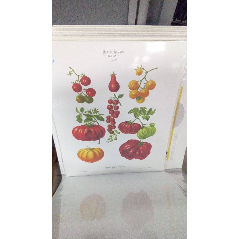 REPRO TOMATES ERNST BENARY