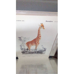 REPRO GIRAFE (GM)