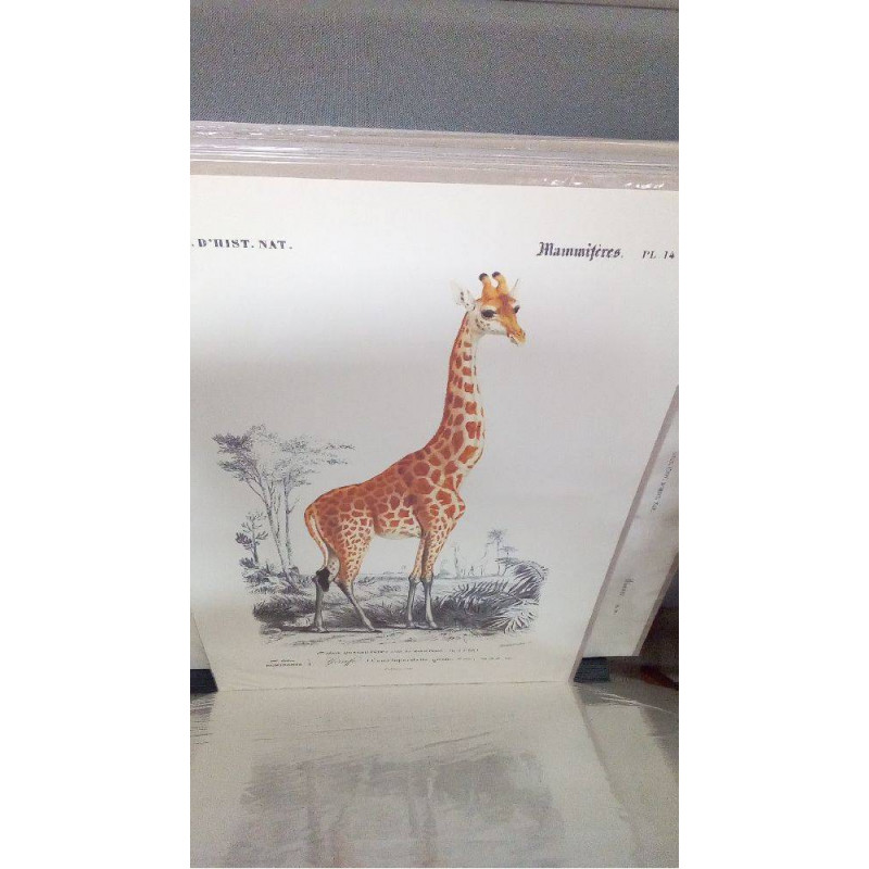 REPRO GIRAFE (GM)