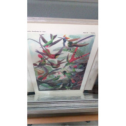 REPRO KOLIBRIS (GM)