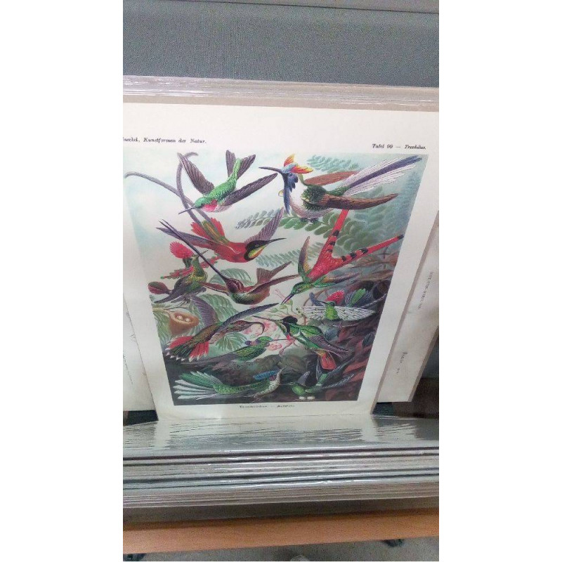 REPRO KOLIBRIS (GM)