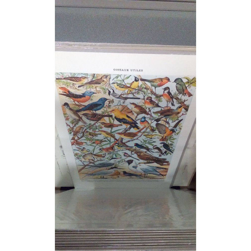 REPRO OISEAUX 2 PIPIT (GM)