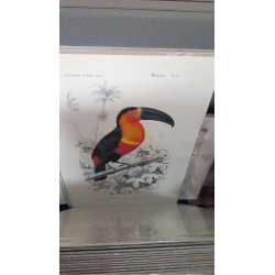 REPRO TOUCAN (GM)