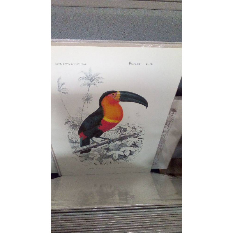 REPRO TOUCAN (GM)