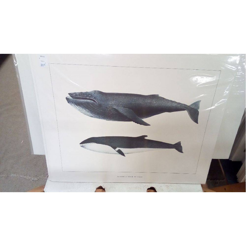 REPRO BALEINE A BOSSE ET ORQUE