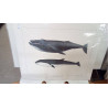 REPRO BALEINE A BOSSE ET ORQUE