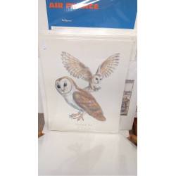 REPRO CHOUETTE EFFRAIE