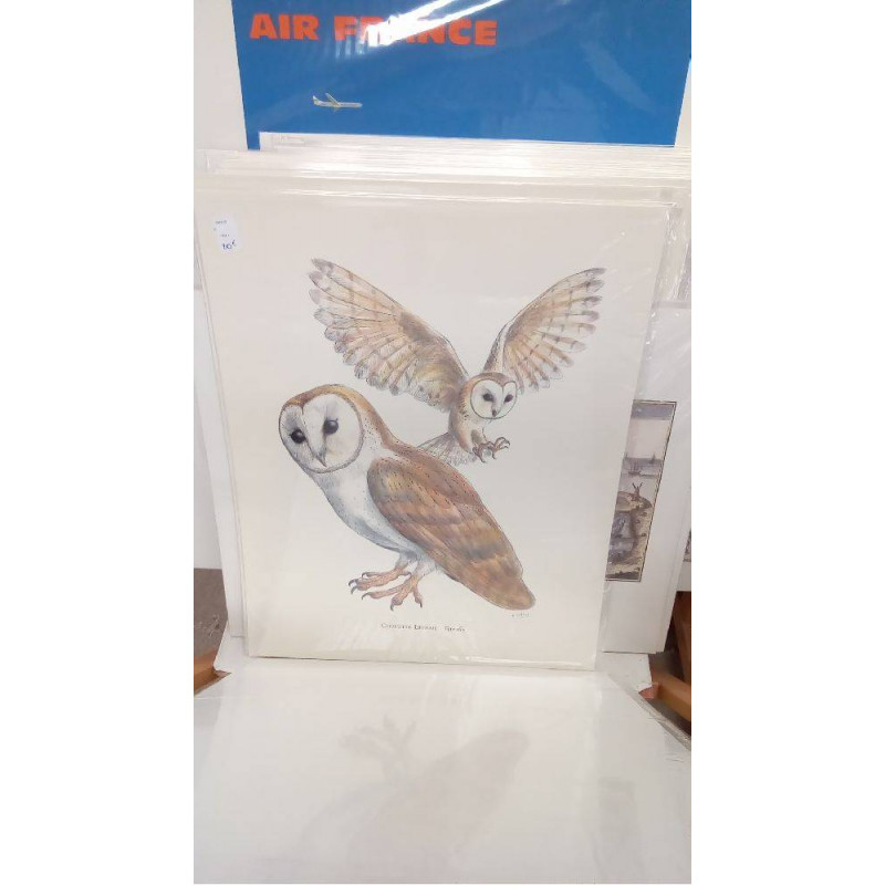 REPRO CHOUETTE EFFRAIE