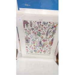 REPRO FLEURS ANNUELLES