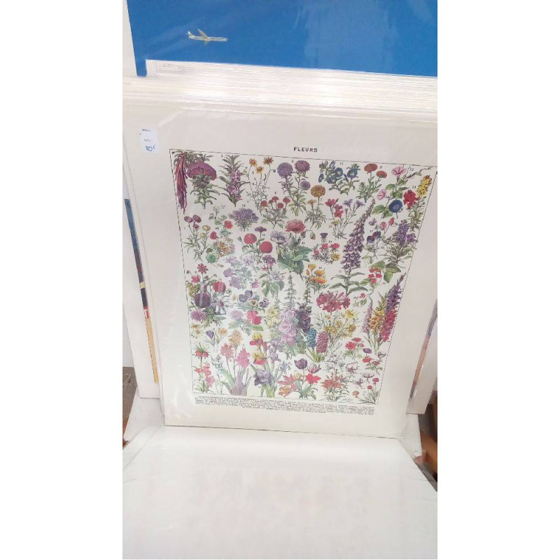 REPRO FLEURS ANNUELLES