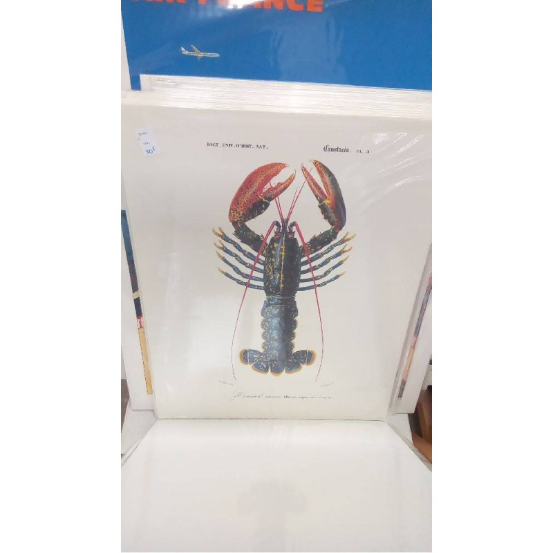REPRO HOMARD