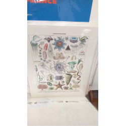 REPRO OCEANOGRAPHIE