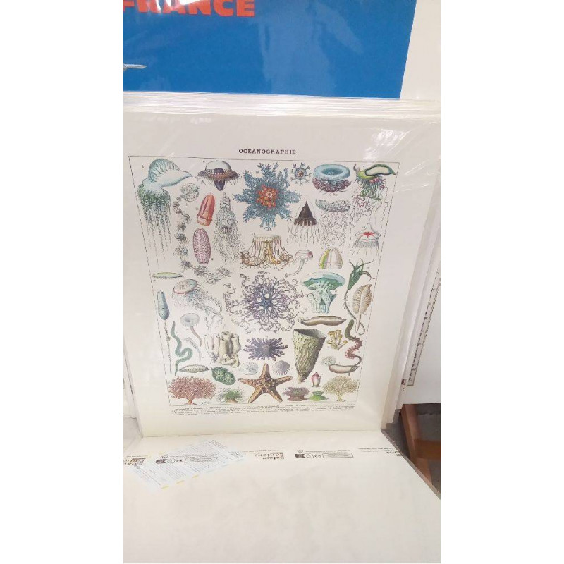 REPRO OCEANOGRAPHIE