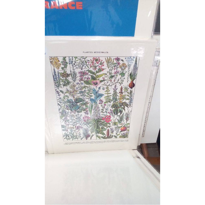 REPRO PLANTES 2 MEDICINALES GUI