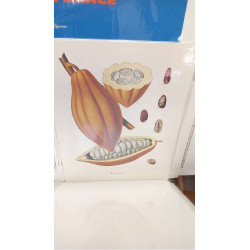 REPRO THEOBROMA CACAO