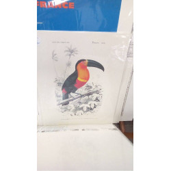 REPRO TOUCAN