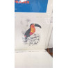 REPRO TOUCAN